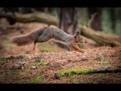 Christine Johnson-Flying Squirrel-Highly Commended.jpg